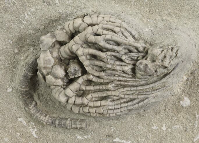 Crinoid (Cyathocrinus) Fossil - Crawfordsville, Indiana #78254